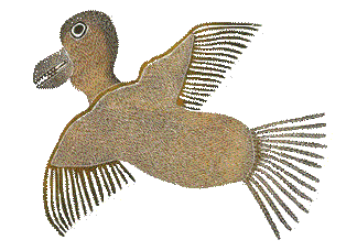 albatross
