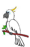 parrot